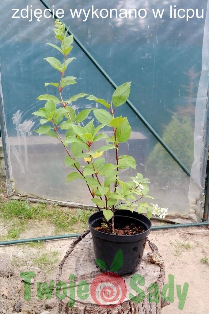 Hortensja bukietowa EARLY SENSATION doniczka