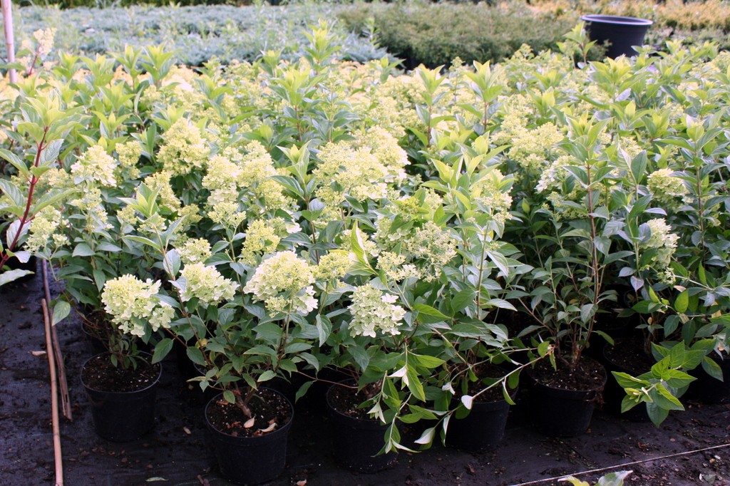 Hortensja bukietowa MAGICAL MOONLIGHT doniczka