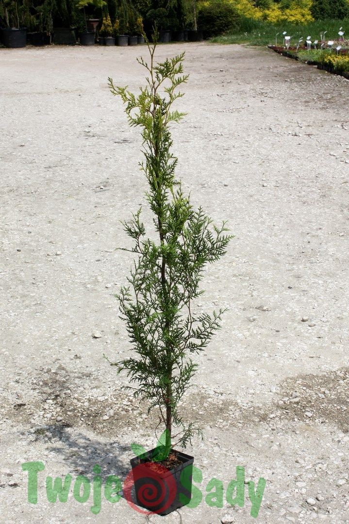 Tuja thuja BRABANT na żywopłot 150cm doniczka