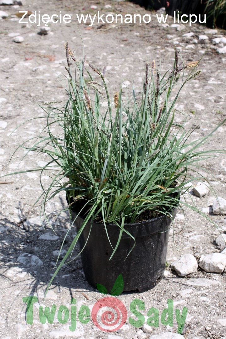 Trawa Turzyca BLUE ZINGER doniczka