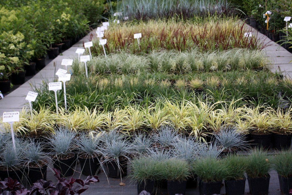 Trawa Turzyca BLUE ZINGER doniczka