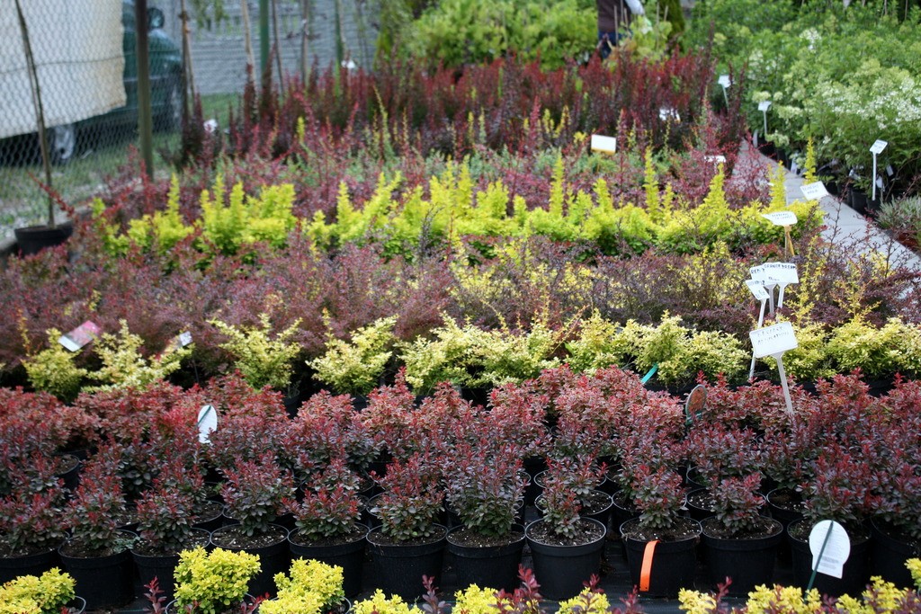 Berberys Thunberga ATROPURPUREA NANA