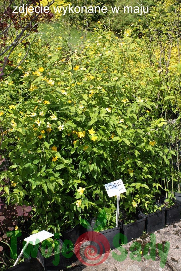 ZŁOTLIN japoński 60cm doniczka