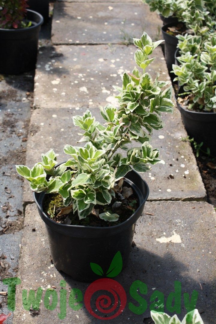 Trzmielina fortunei SILVER QUEEN 15cm doniczka