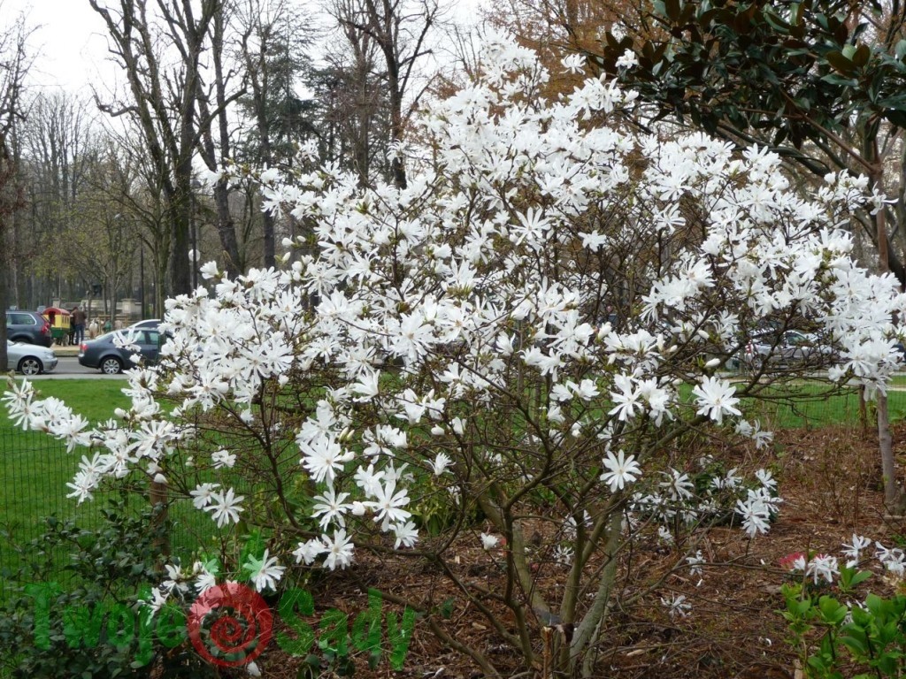 Magnolia gwiaździsta ROYAL STAR 70cm doniczka