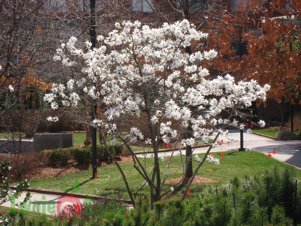 Magnolia gwiaździsta ROYAL STAR 70cm doniczka