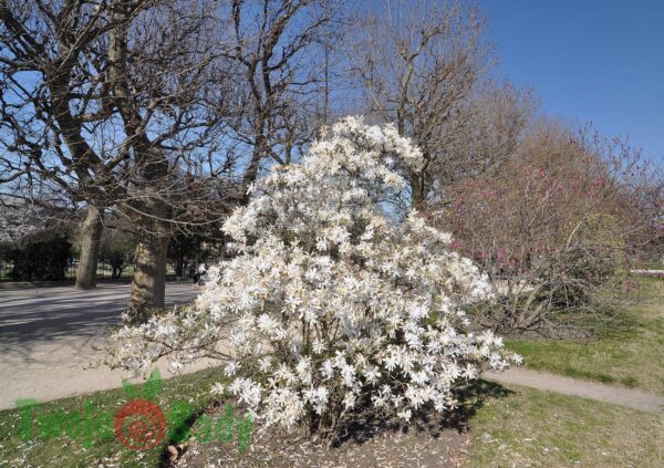 Magnolia gwiaździsta ROYAL STAR 70cm doniczka