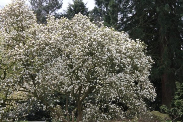 Magnolia ALBA SUPERBA 50cm doniczka