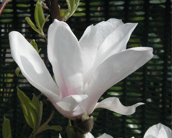 Magnolia ALBA SUPERBA 50cm doniczka