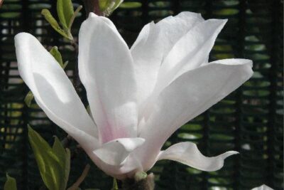 Magnolia ALBA SUPERBA