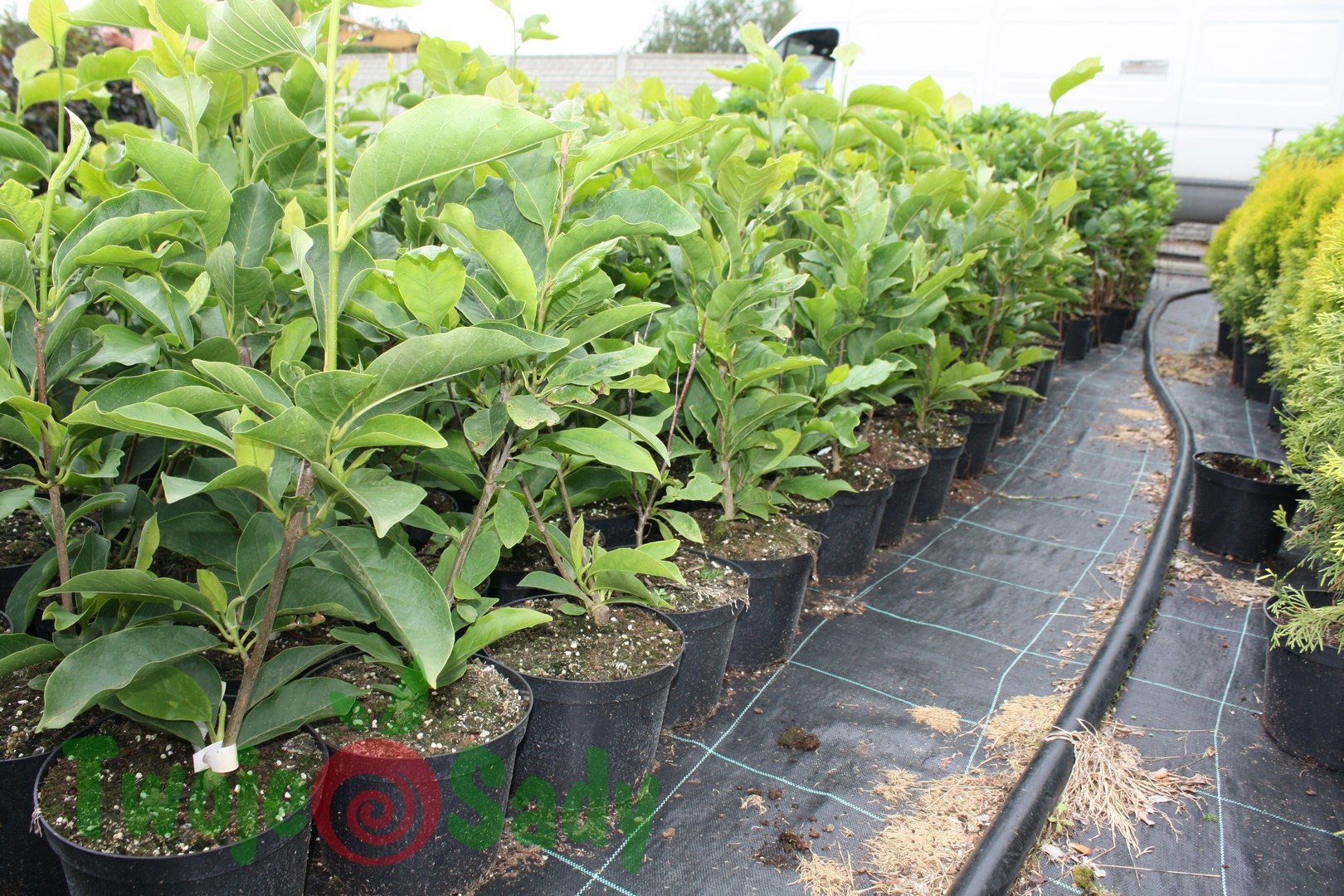 Magnolia wczesna LEONARD MESSEL 50cm doniczka