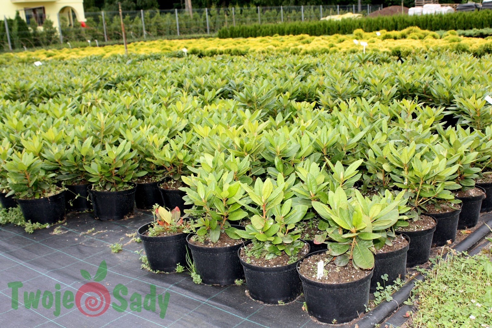 Rhododendron RED JACK 30cm doniczka