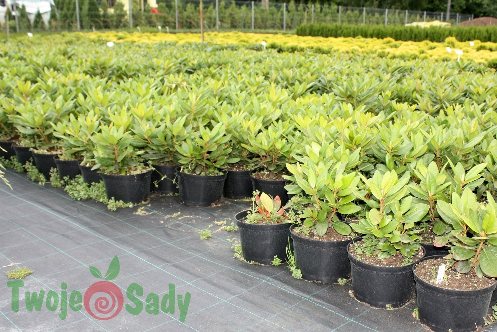 Rhododendron Dr. H.C.DRESSELHUYS 30cm doniczka