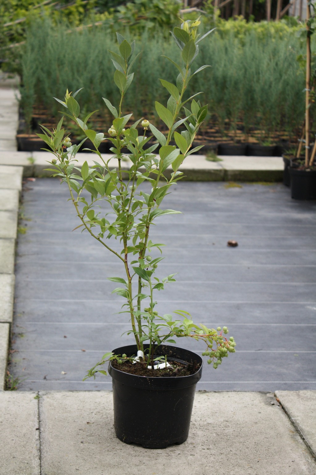 Borówka amerykańska HERBERT 3-letnia doniczka