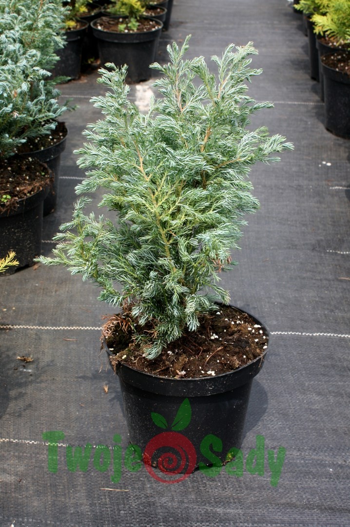 Cyprysik groszkowy BOULEVARD 30cm doniczka