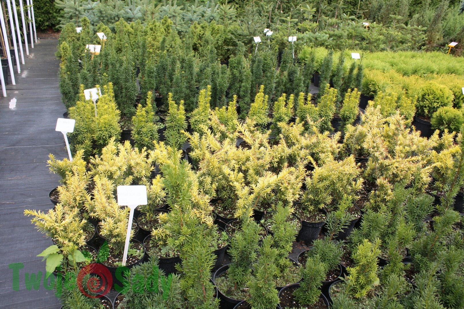 Cis japoński AURESCENS 25cm doniczka