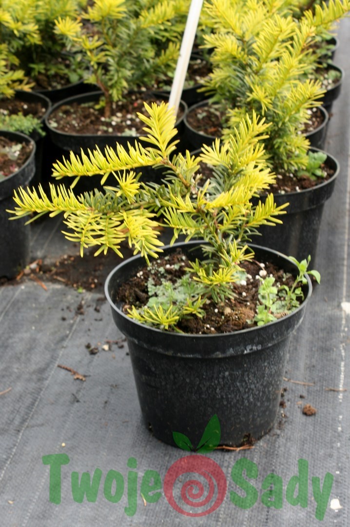 Cis pospolity GOUD ELSJE 25cm doniczka