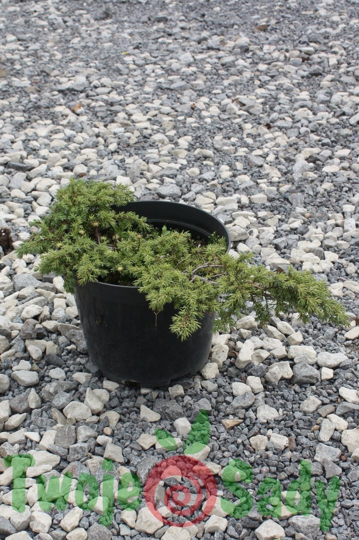 Jałowiec GREEN CARPET 40cm doniczka