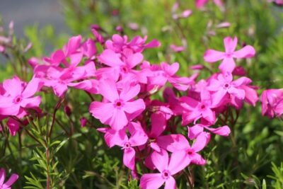 Płomyk Floks DANIEL'S CUSHION