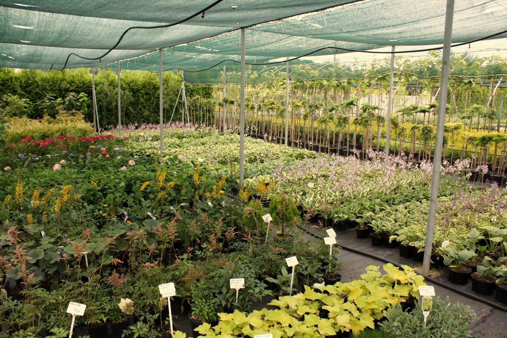 Forsycja GOLDEN TIMES