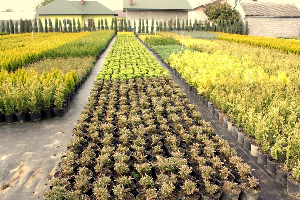 Rozwar wielkokwiatowy ASTRA WHITE w doniczce P13