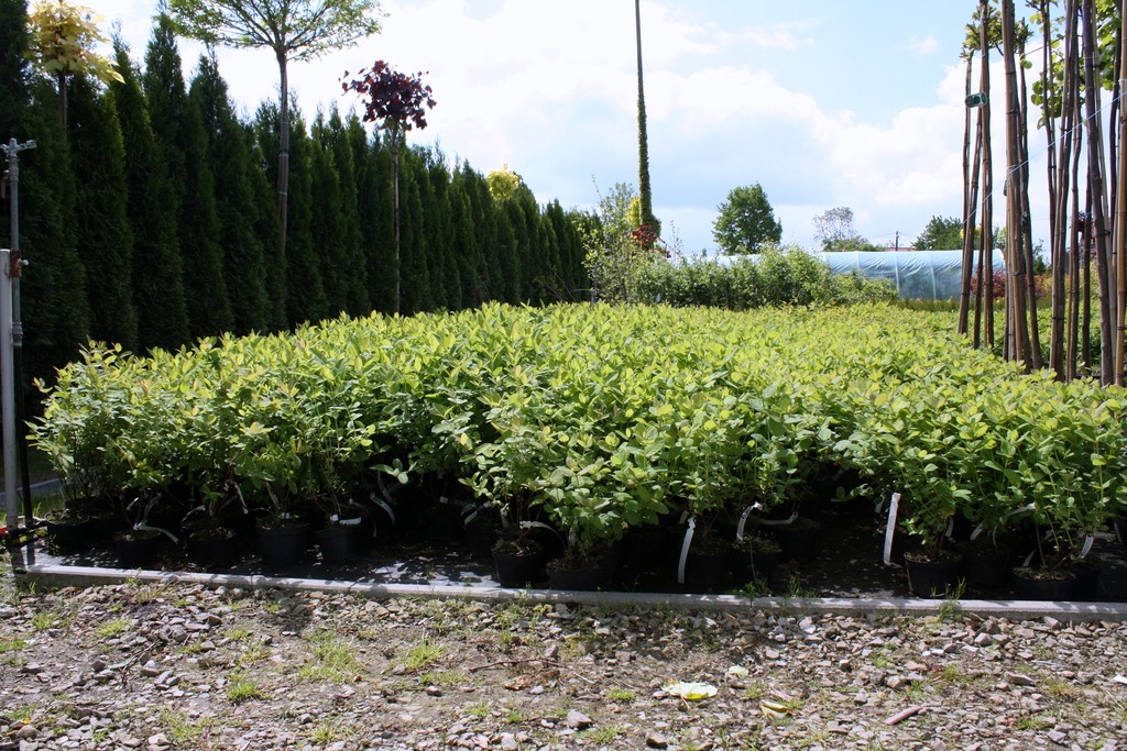 Jagoda kamczacka AŁTAJ 60 cm doniczka