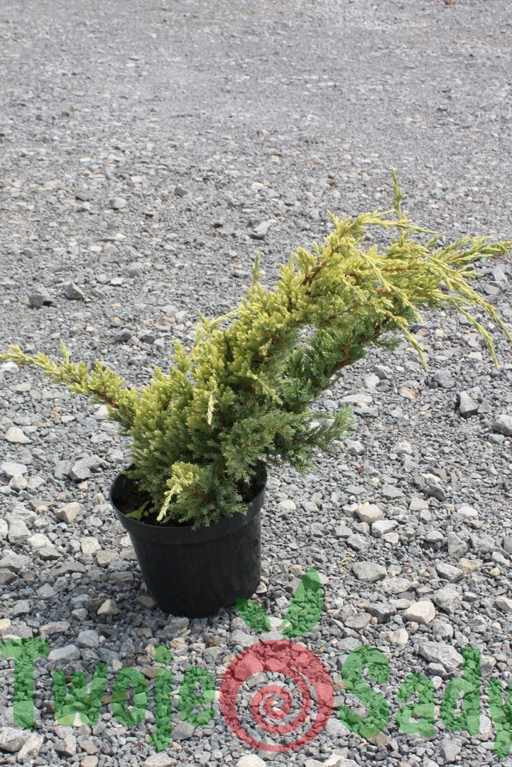 Jałowiec łuskowaty HOLGER płożący