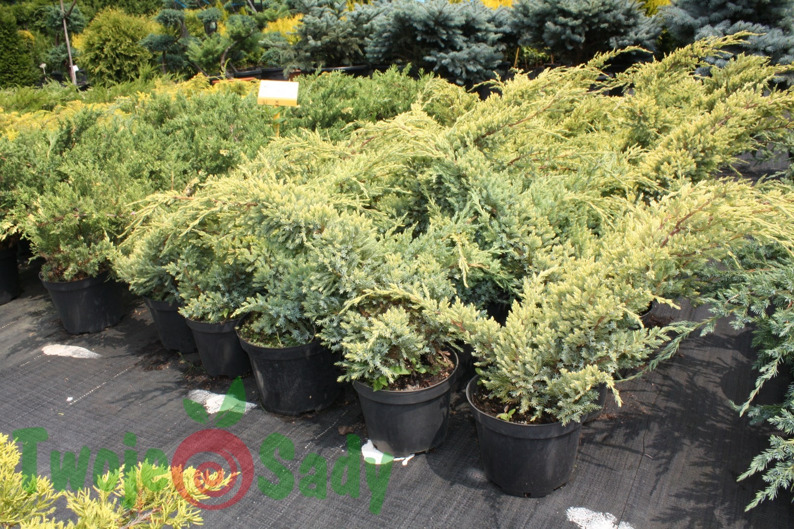 Jałowiec łuskowaty HOLGER płożący