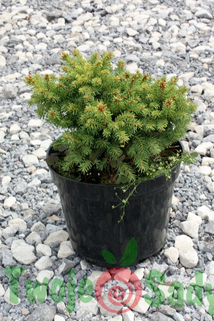 Świerk pospolity BARRYI 15cm karłowy