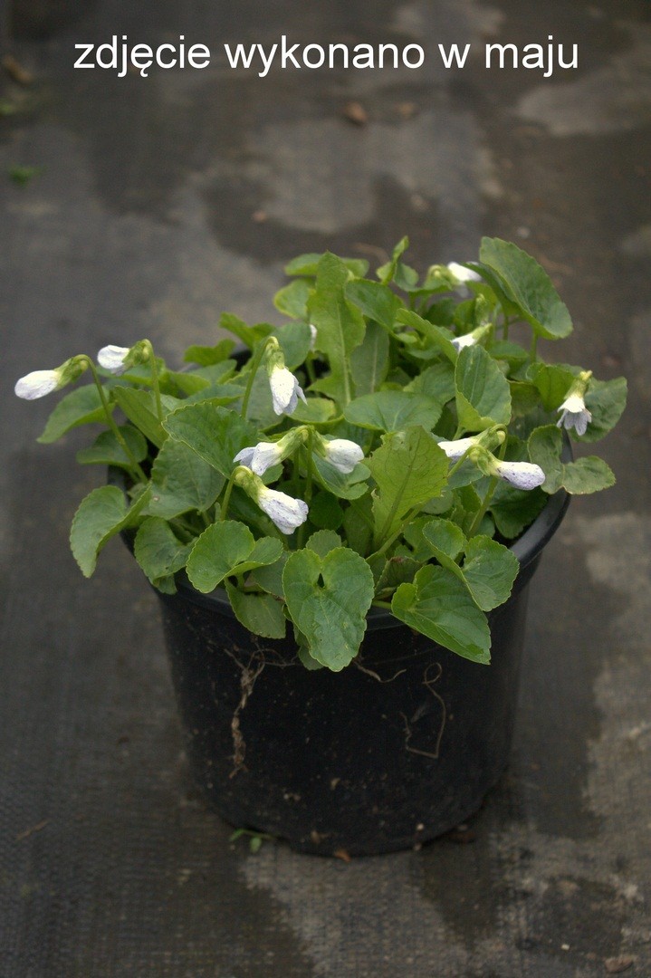 Fiołek motylkowaty FRECKLES doniczka C2