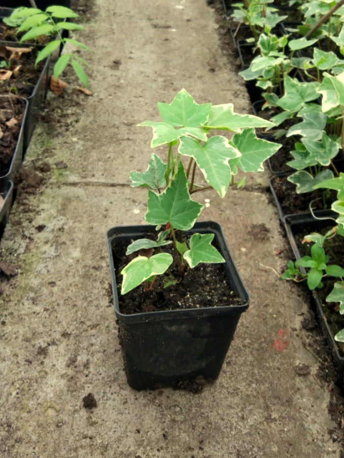 Bluszcz pospolity GLACIER dwubarwny