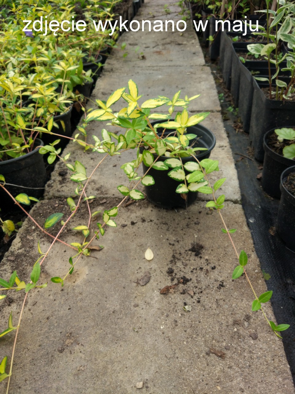 Barwinek mniejszy ILLUMINATION