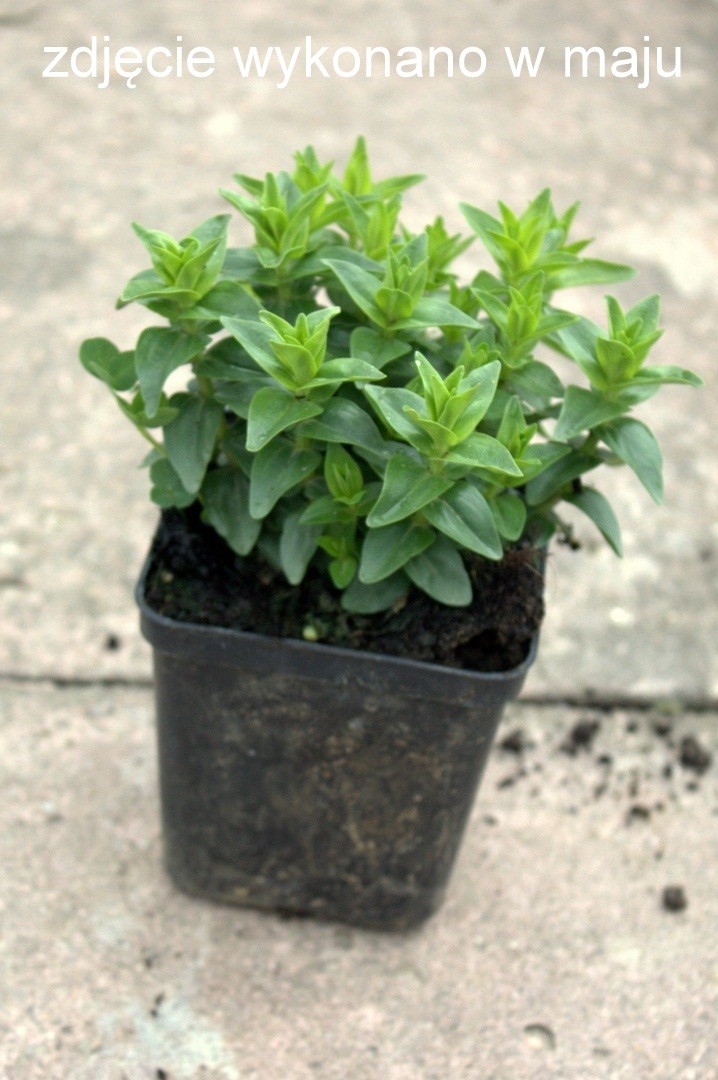 GORYCZKA siedmiodzielna DEEP BLUE