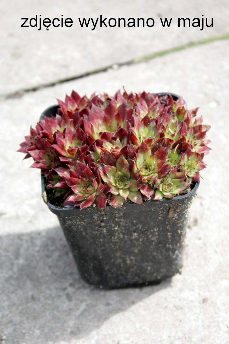 Rojnik RUBIN na skalniak