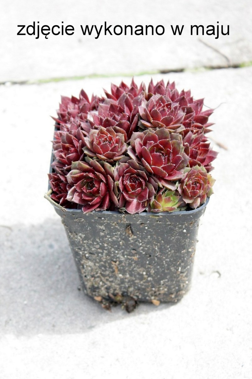 Rojnik GRANAT na skalniak