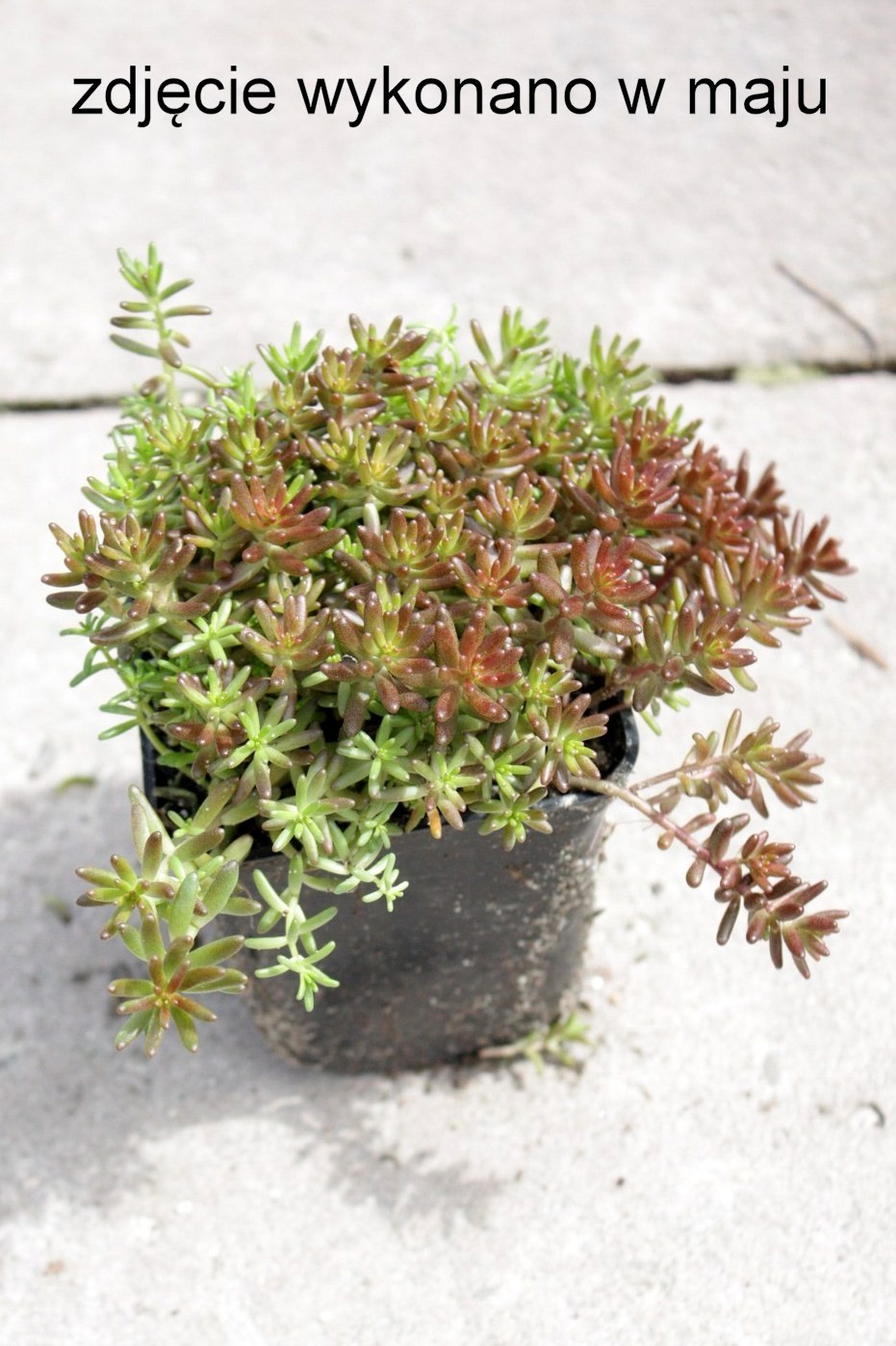 ROZCHODNIK biały na skalniak