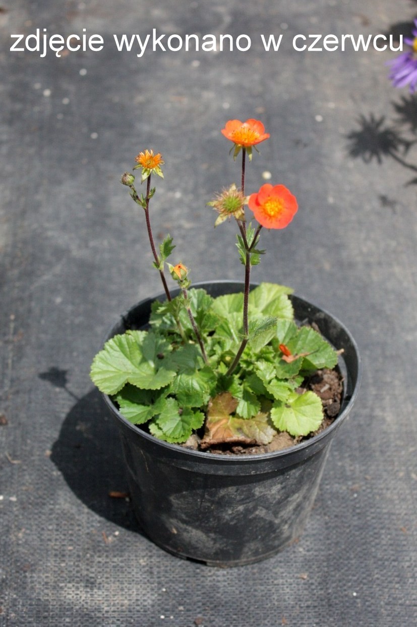 KUKLIK szkarłatny BORISII