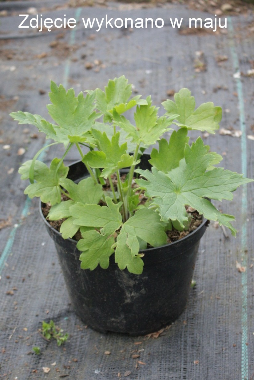 OSTRÓŻKA ogrodowa GALAHAD duża doniczka 3l