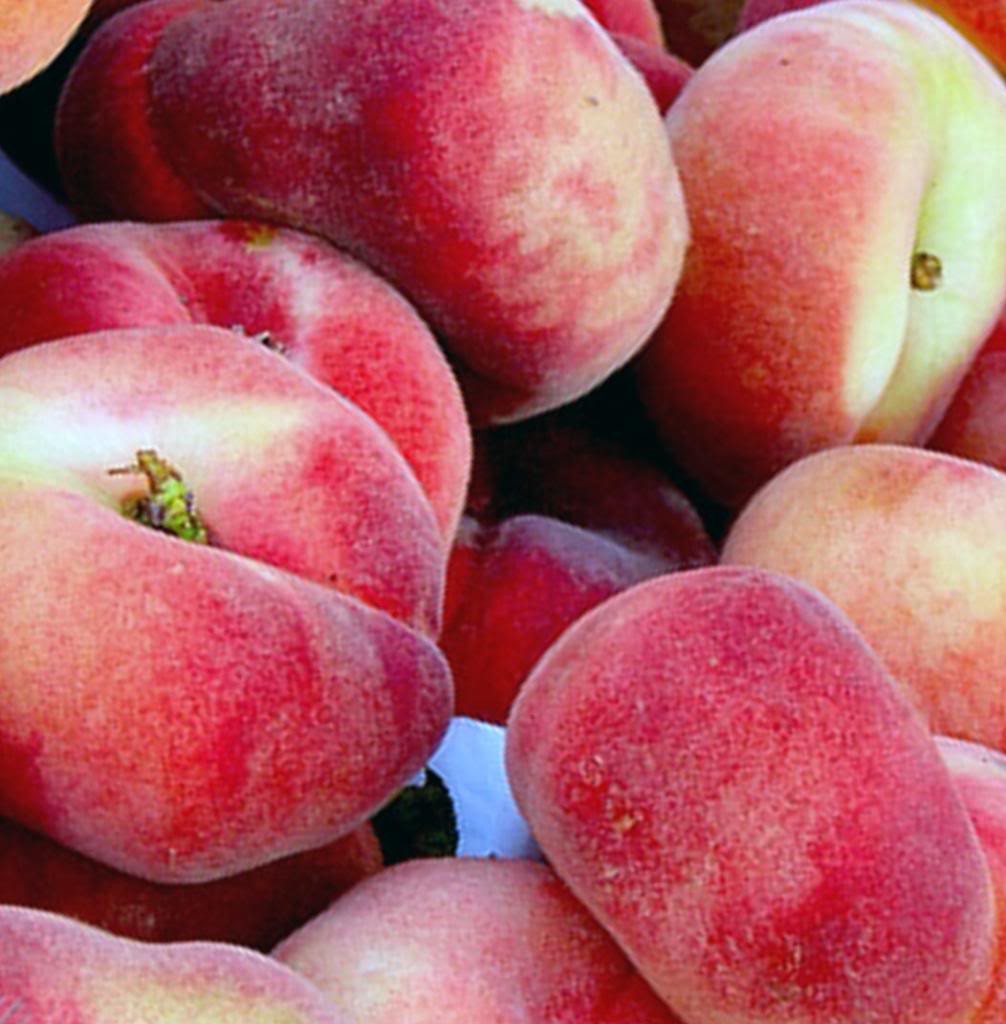 Brzoskwinia SATURN i FLATERYNA drzewko 2w1