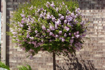 Lilak Bez KRASAWICA MOSKWY szczepiony NA PNIU