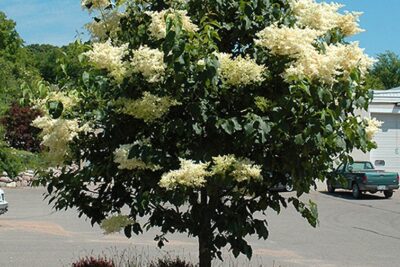 Lilak Bez PRIMROSE szczepiony FORMA PIENNA