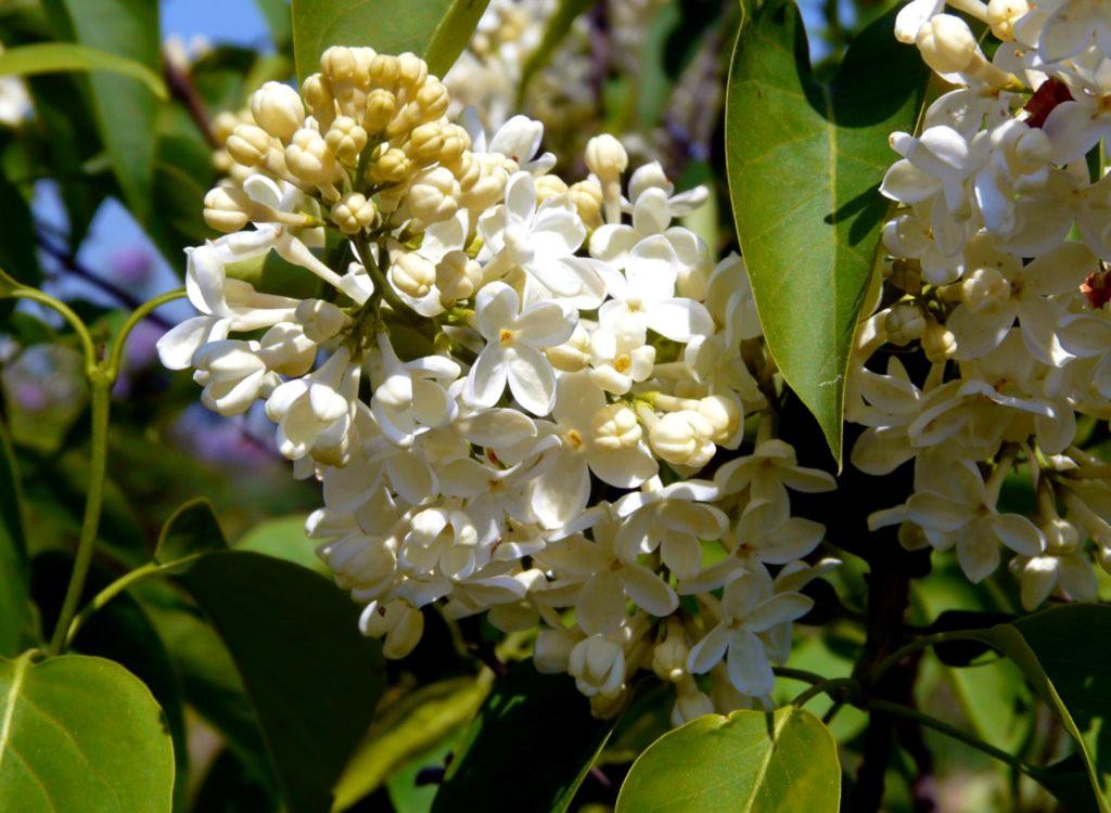 Lilak Bez PRIMROSE szczepiony