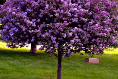 Lilak szczepiony fioletowo purpurowy LUDWIG SPAETH