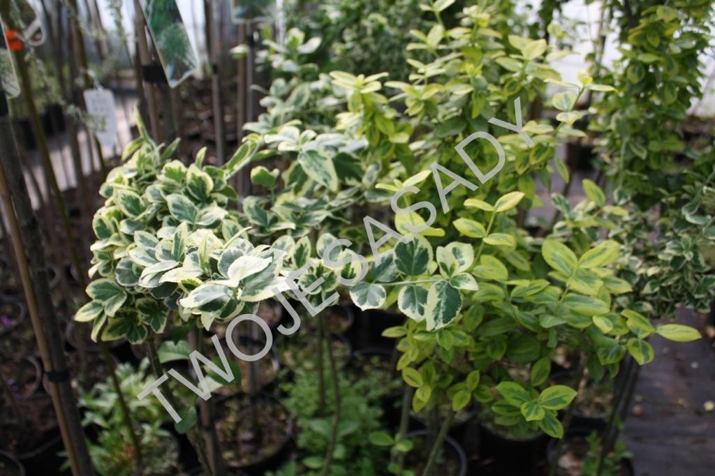 Trzmielina fortunei GAIETY na pniu - 2