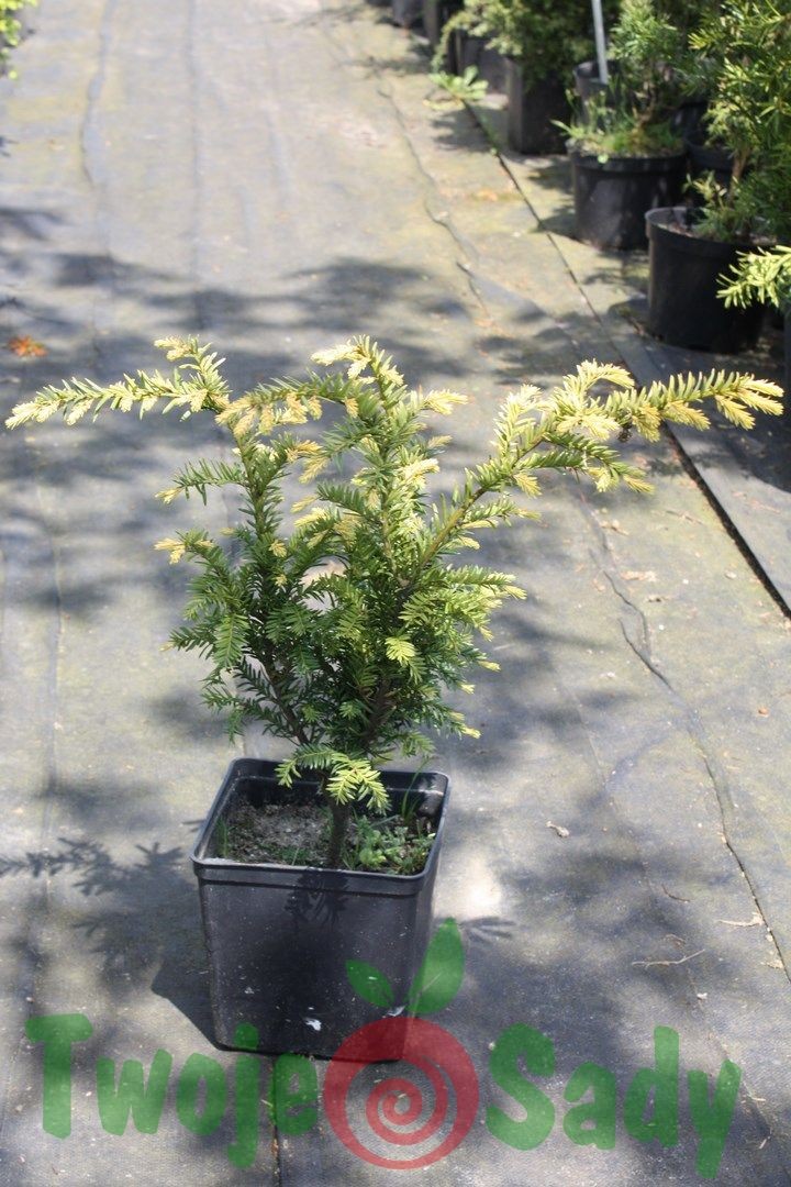 Cis pospolity ELEGANTISSIMA doniczka C1,5