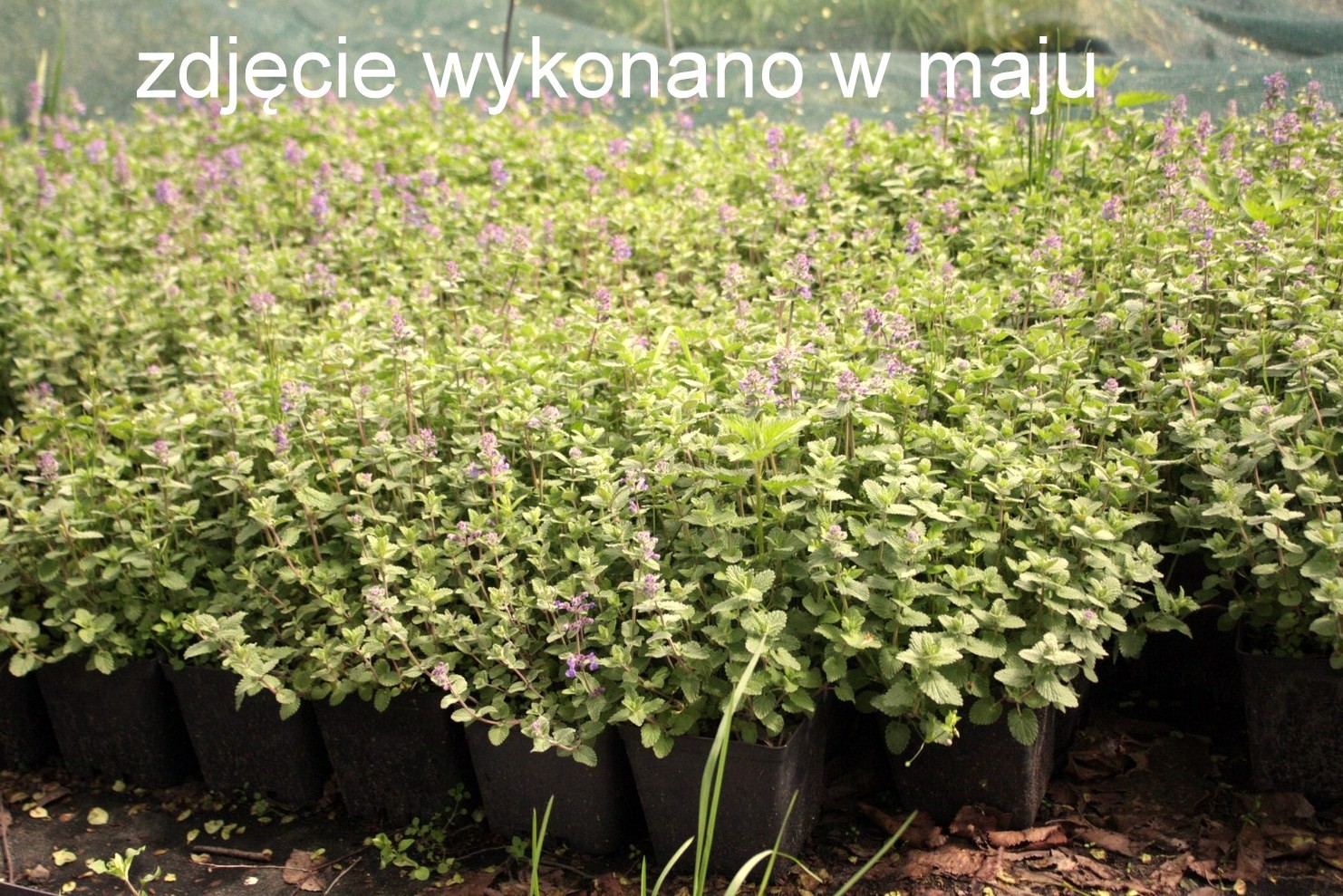 KOCIMIĘTKA na komary doniczka P1