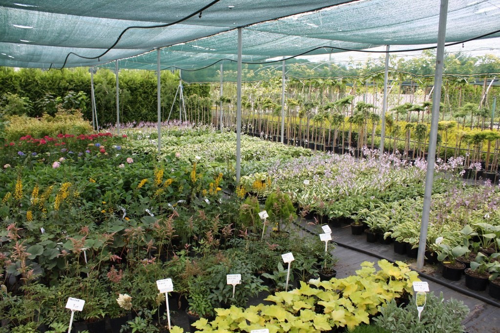 Krzewuszka cudowna EVA RATHKE