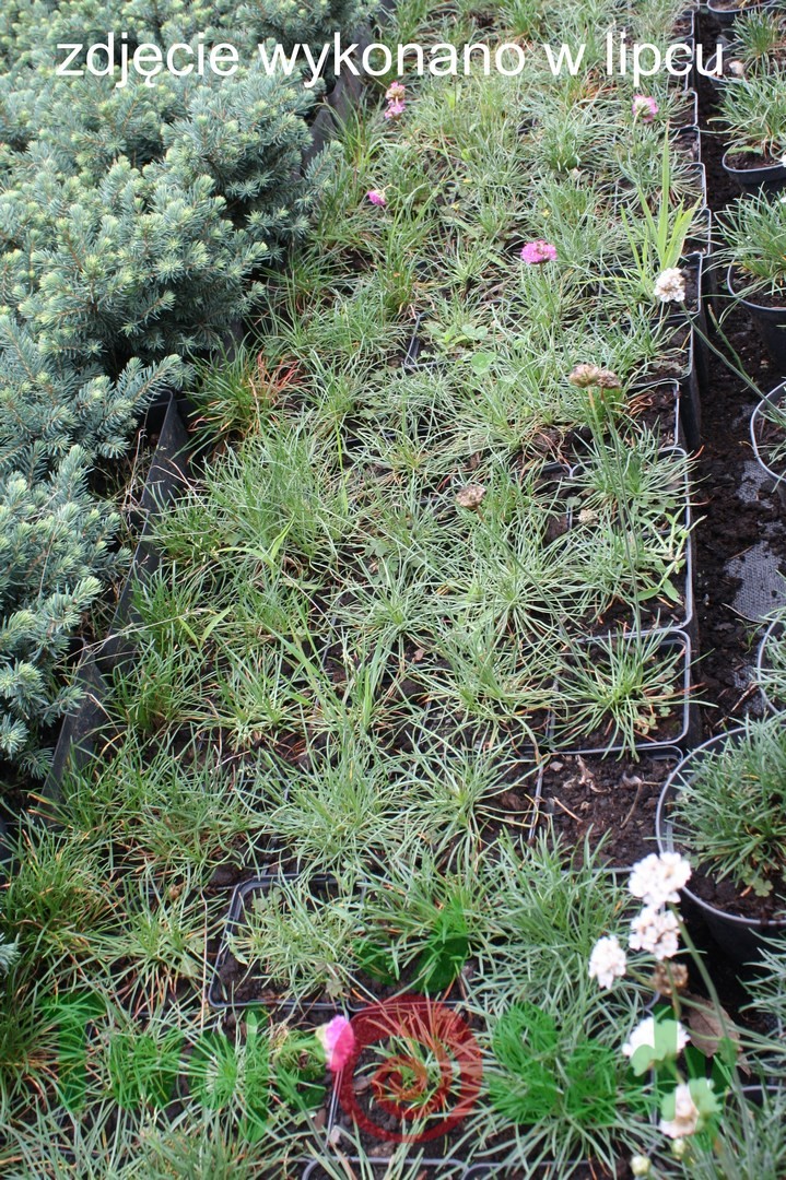 Zawciąg nadmorski ARMADA ROSE