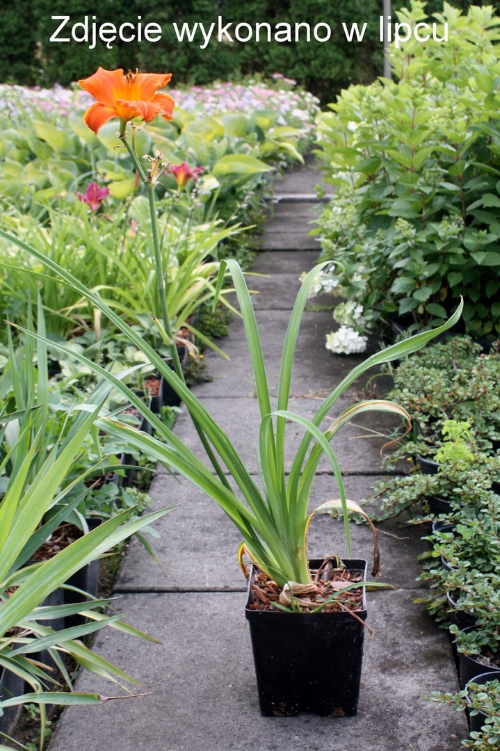 Liliowiec FORTUNE TELLER