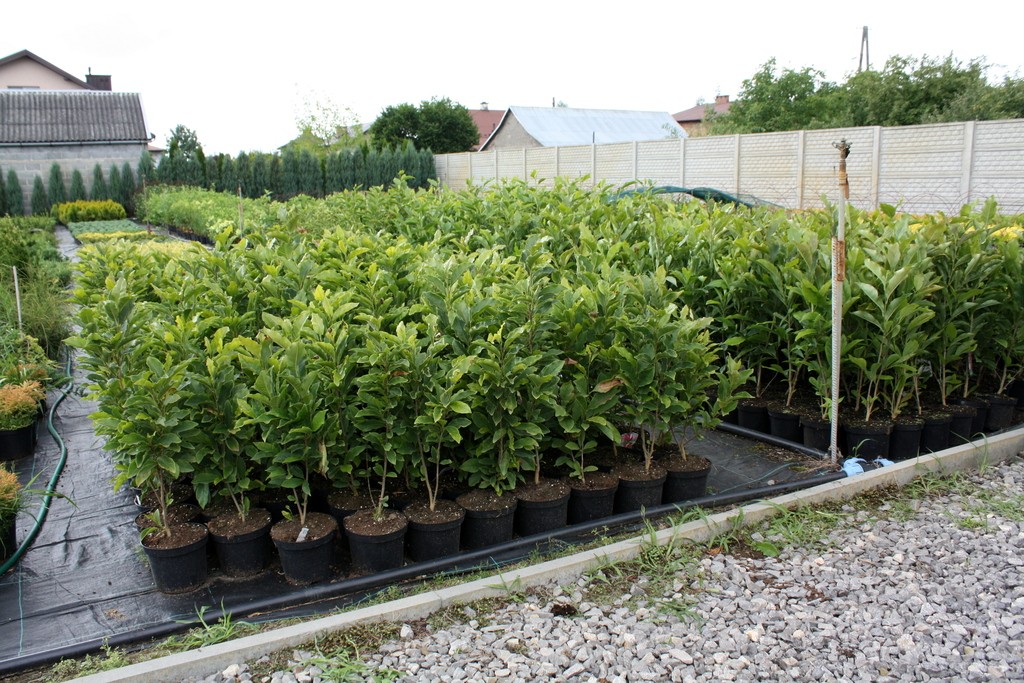 Magnolia KOBUS duża odmiana